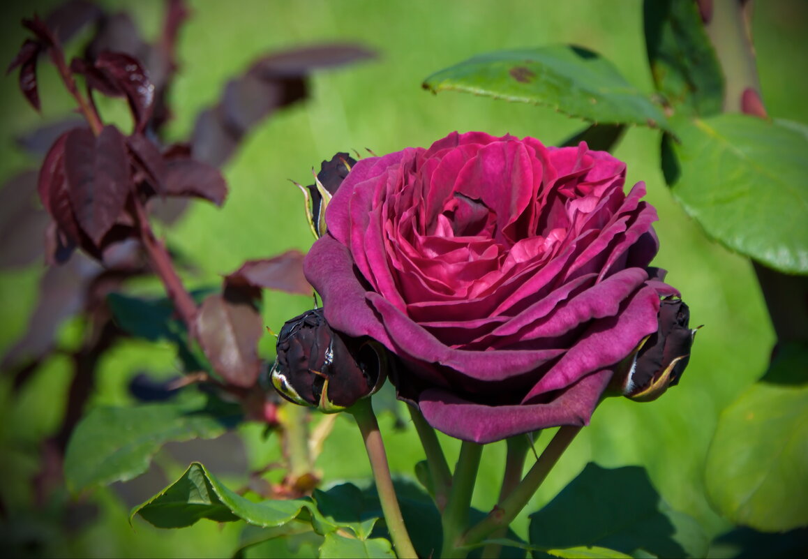 Роза - lady v.ekaterina Роза - lady v.ekaterina