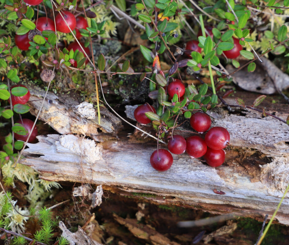 Клюква - краснов юрий 