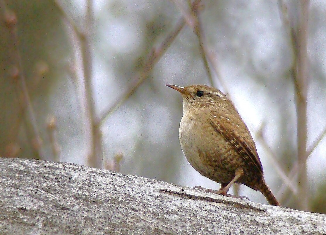 крапивник - gawrilа - dan крапивник - gawrilа - dan