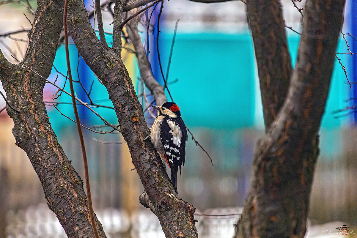 ... - Евгений Юрич