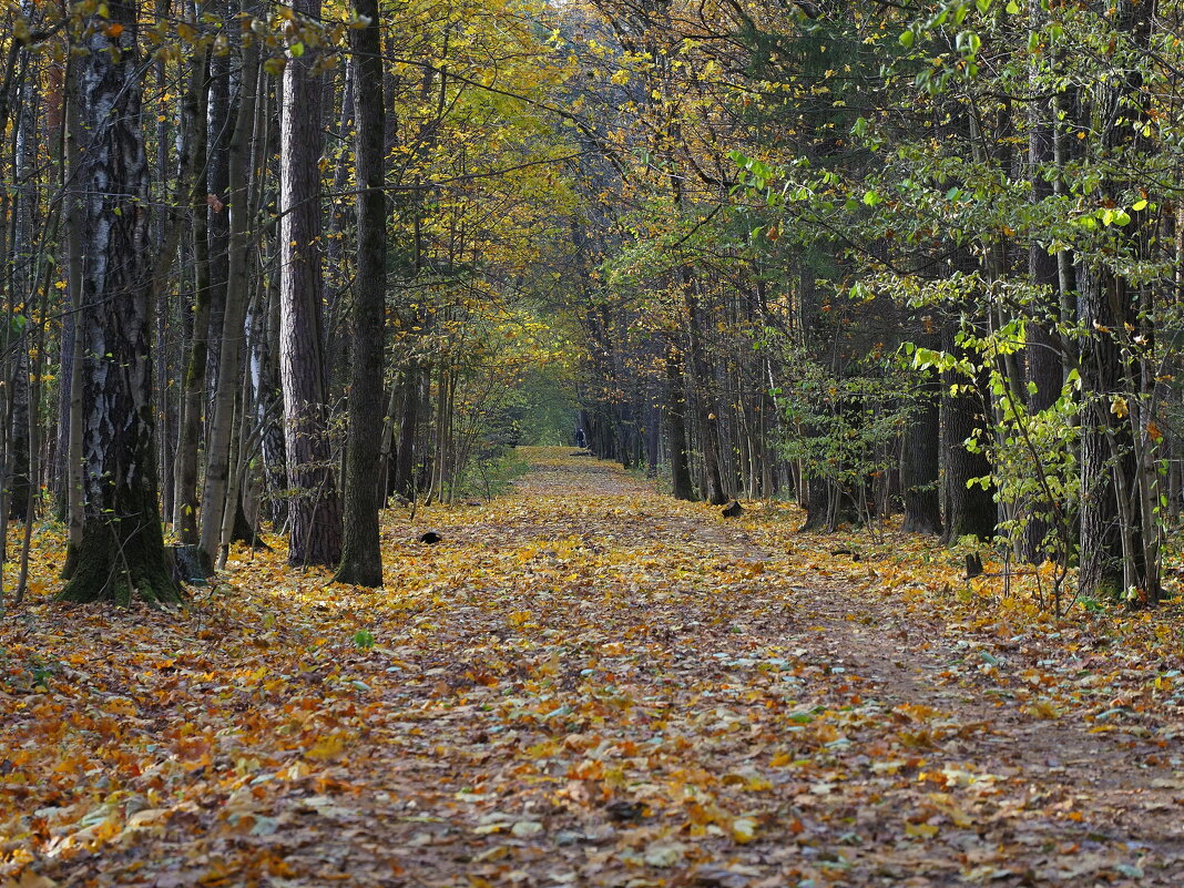 Осень в Тимирязевском лесопарке Москвы - Евгений Седов Осень в Тимирязевском лесопарке Москвы - Евгений Седов