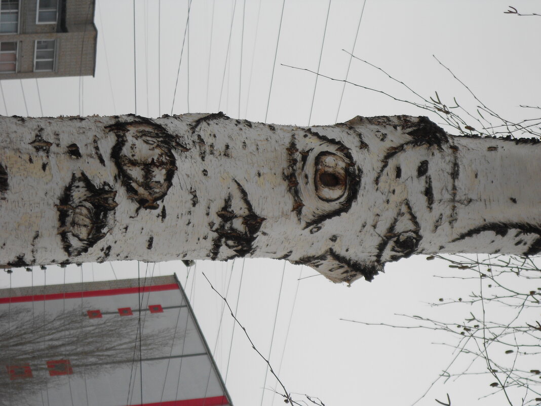 глазастая берёза - Елена Шаламова глазастая берёза - Елена Шаламова