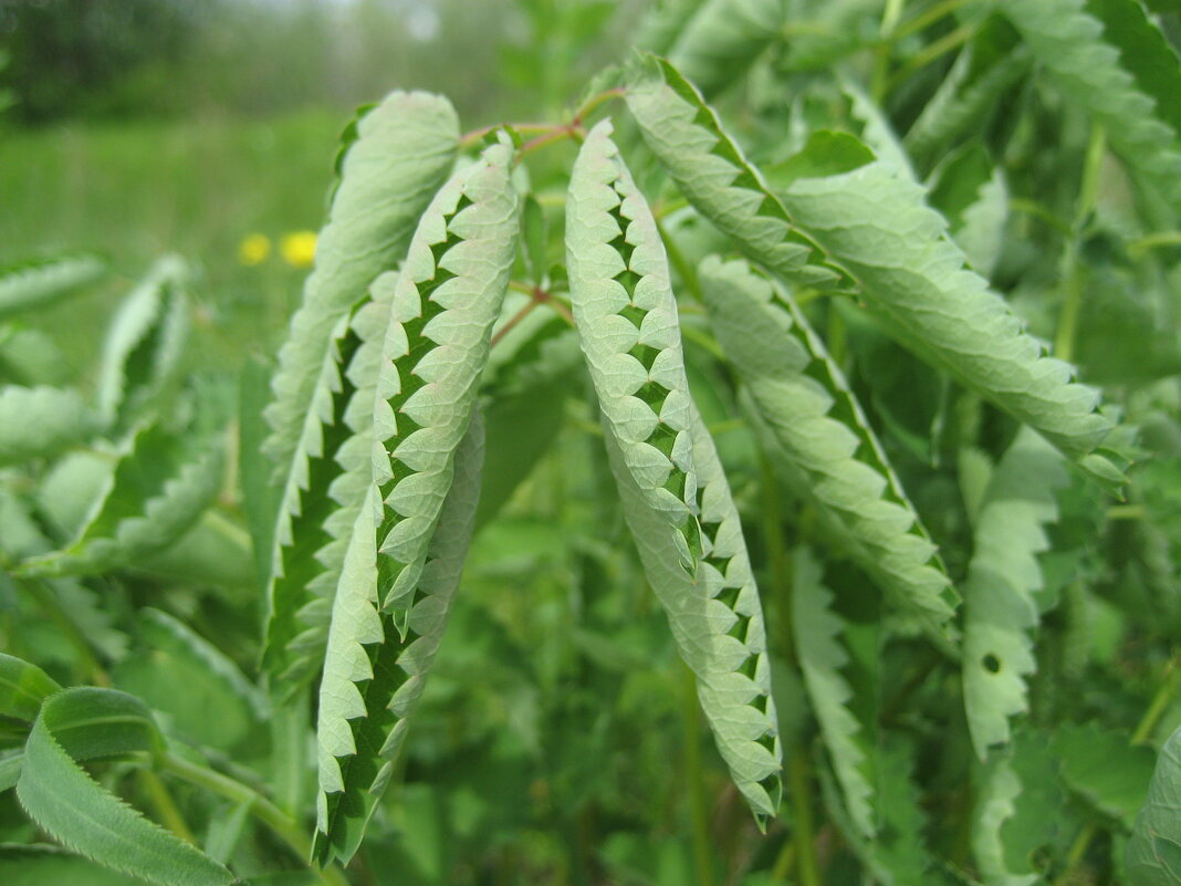 Кровохлёбка - Anna Ivanova Кровохлёбка - Anna Ivanova