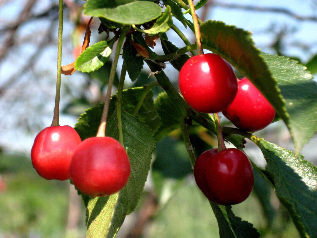 Вишенки - Надежда Вишенки - Надежда