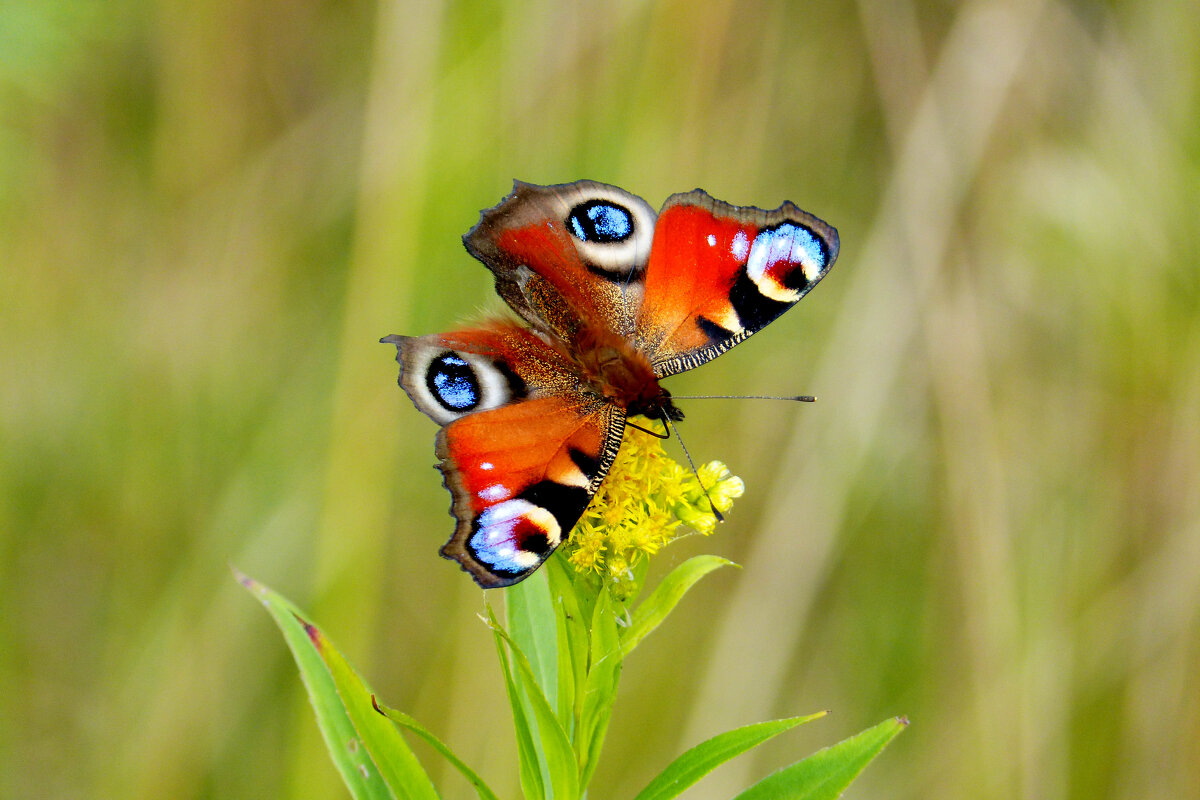 опять про бабочек 259 - Александр Прокудин опять про бабочек 259 - Александр Прокудин