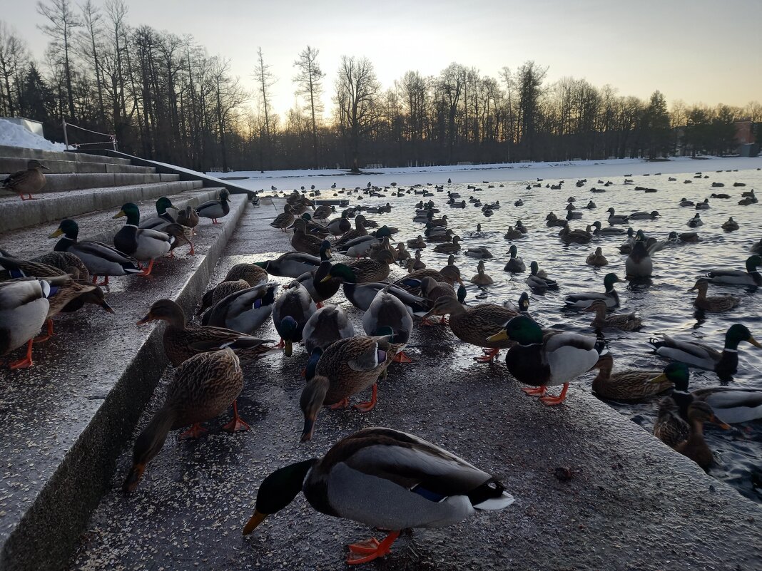 Утки - Сапсан 