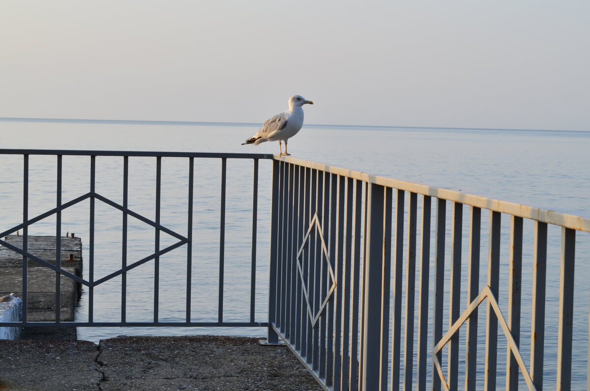 Одинокая чайка. - Валерий Пославский
