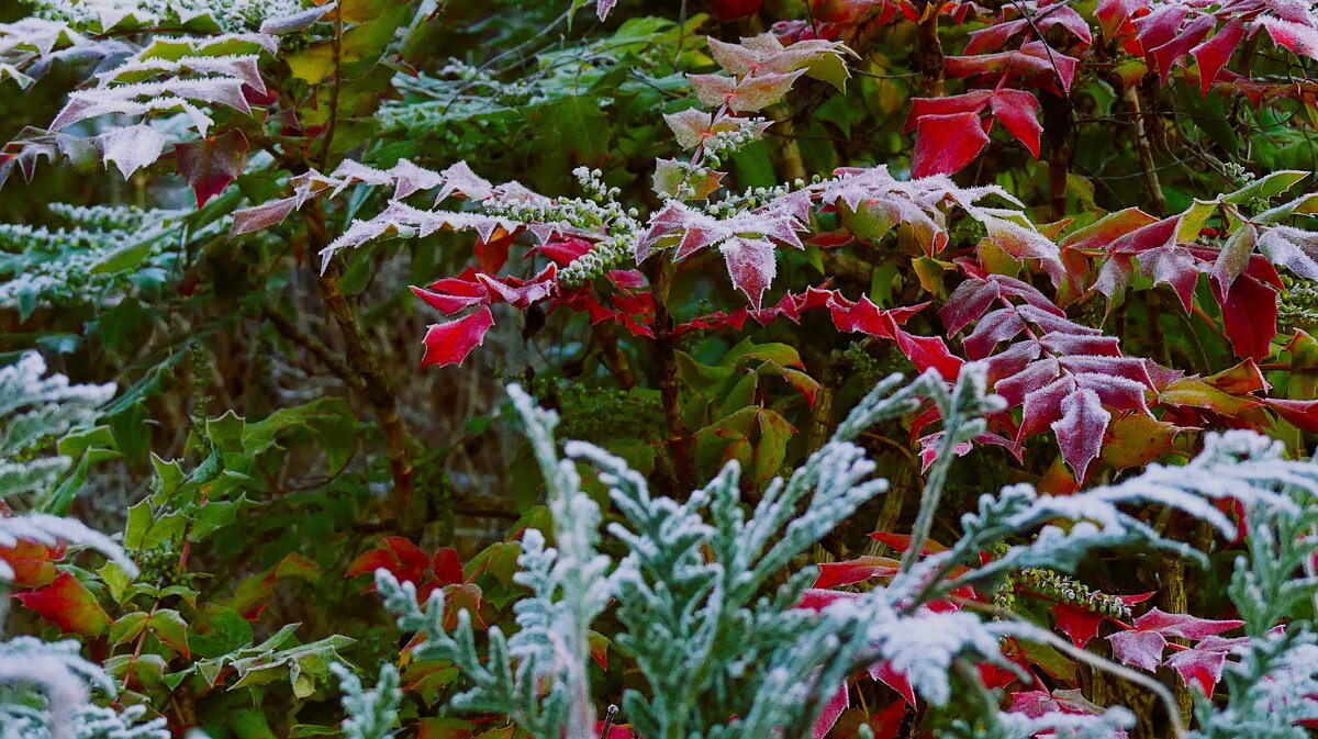 Краски января - Владимир Манкер Краски января - Владимир Манкер