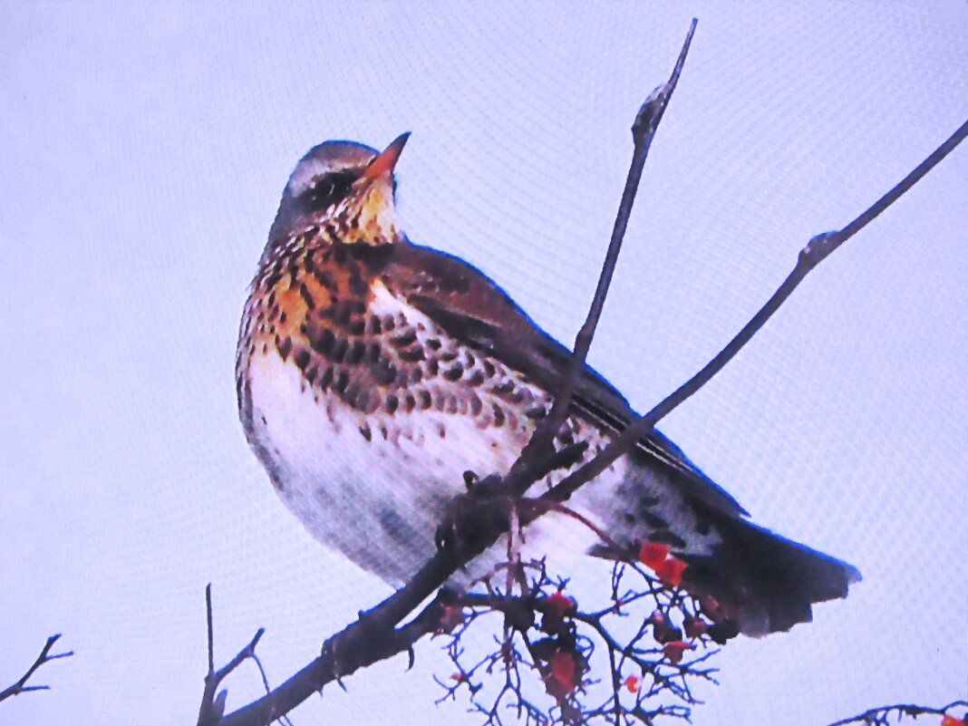 Дрозд рябинник - Людмила Смородинская Дрозд рябинник - Людмила Смородинская