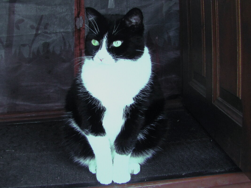 Мой наблюдатель - Людмила Смородинская