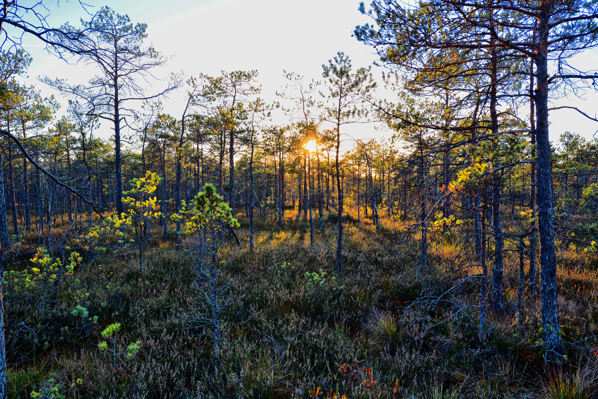 Болото Мох - Виктор Журбенков