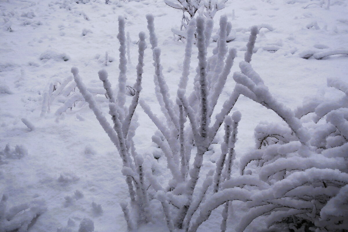 Снежный этюд - Рита Симонова Снежный этюд - Рита Симонова