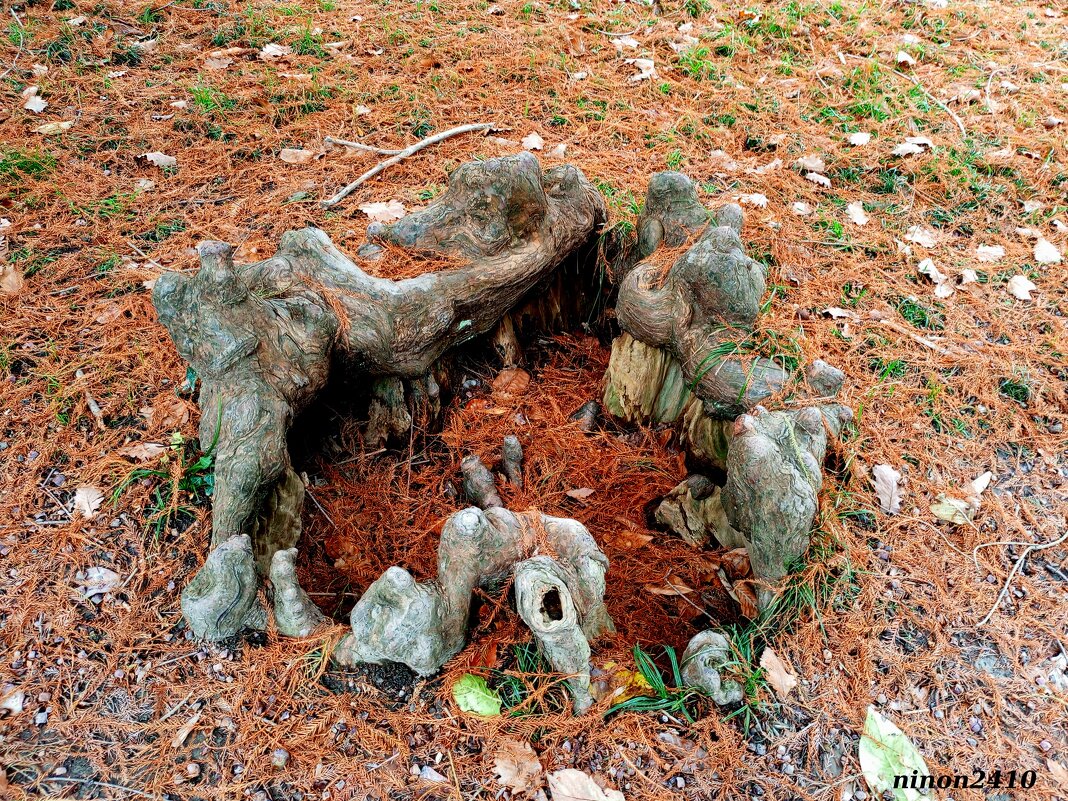 Адлер. Дендропарк "Южные культуры" - Нина Бутко