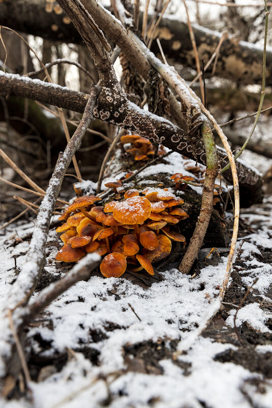 Зимние грибочки - Michel 