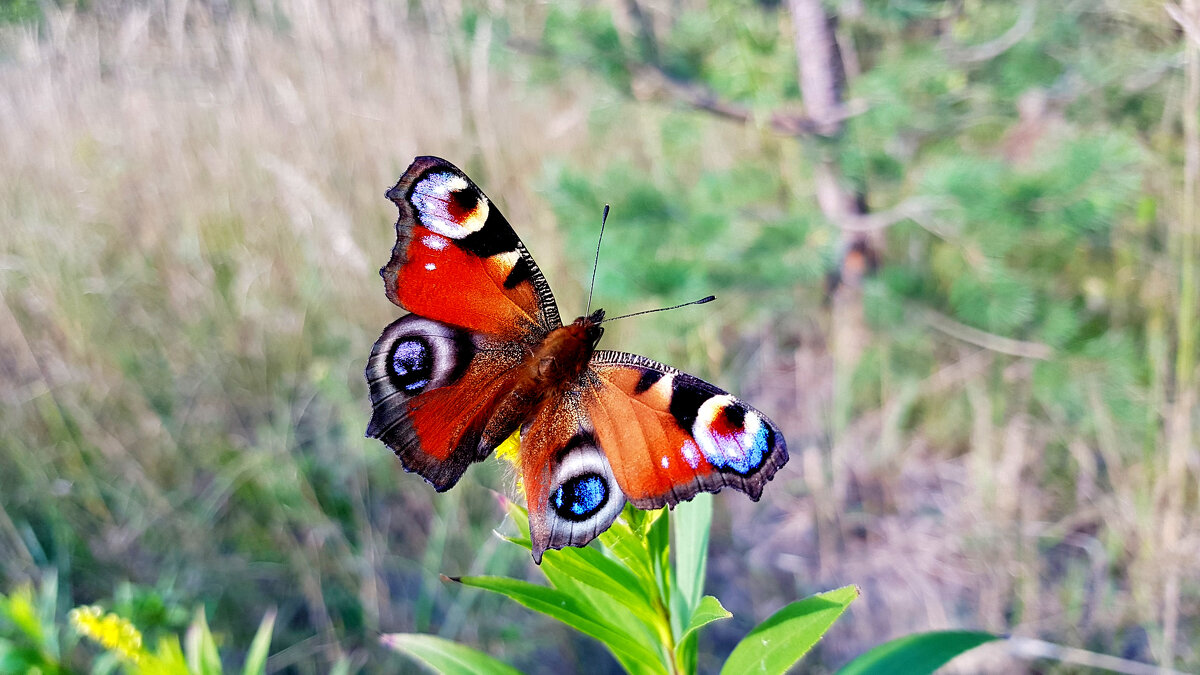 опять про бабочек 267 - Александр Прокудин