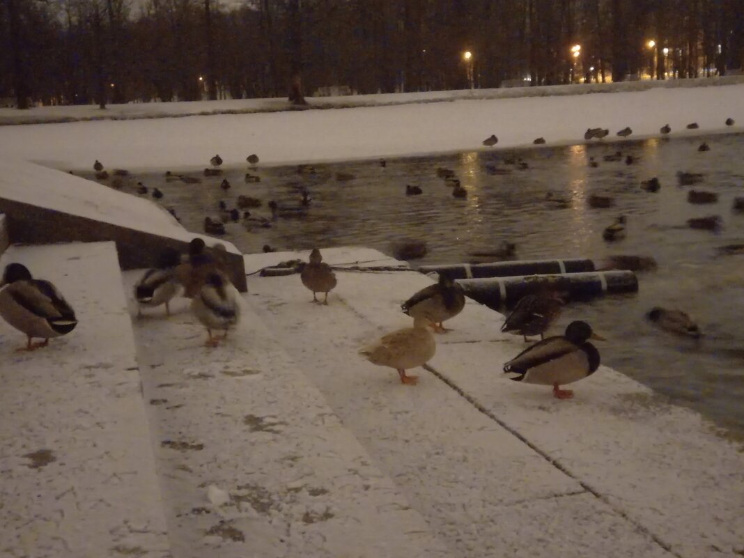 Утки - Сапсан 