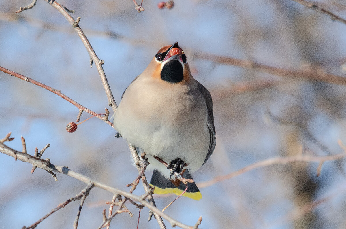 Свиристель. - Виктор Иванович Чернюк Свиристель. - Виктор Иванович Чернюк