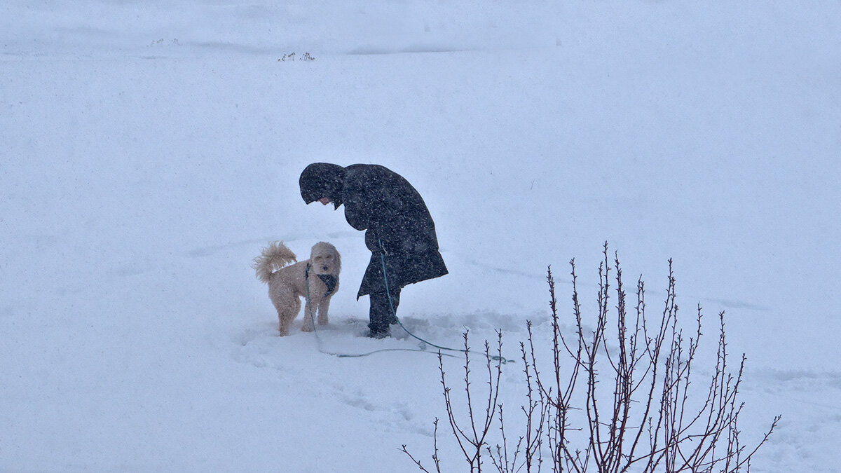 дама с собачкой - Petr @+
