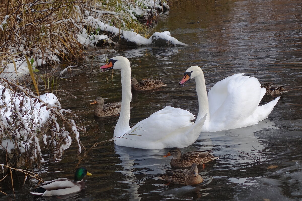 Лебеди в городском парке - Рита Симонова