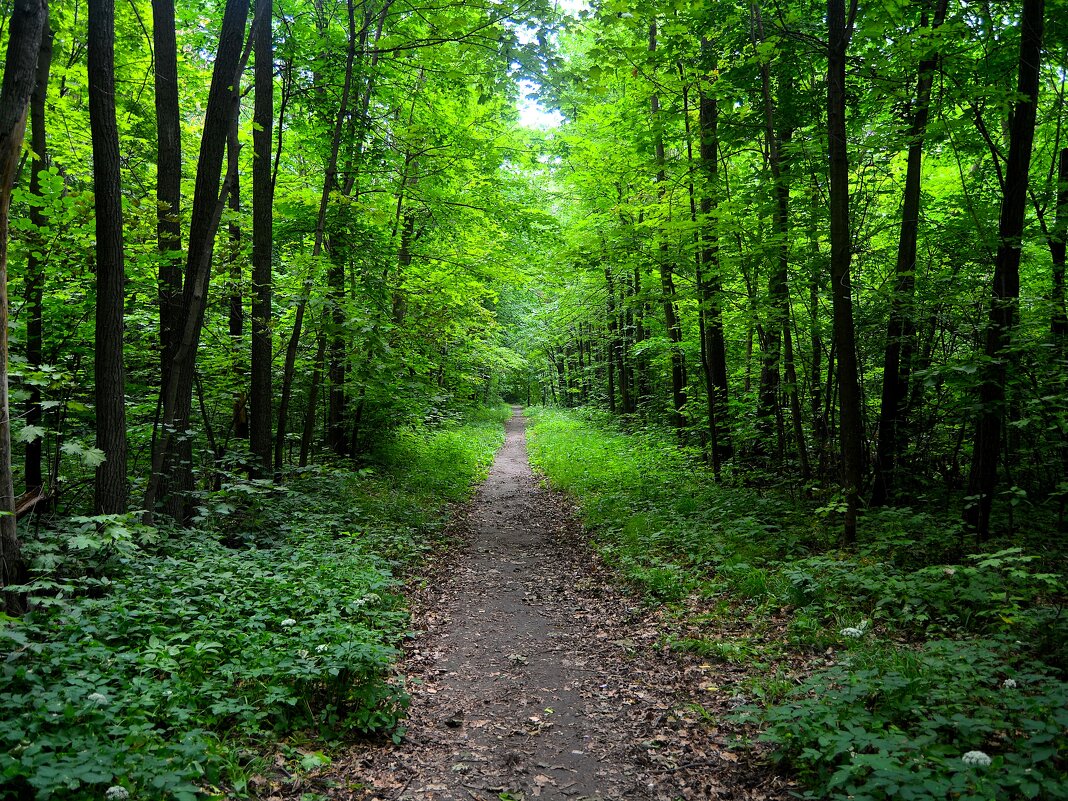 Чебоксары. Тропа Берендеевского леса. - Пётр Чернега Чебоксары. Тропа Берендеевского леса. - Пётр Чернега