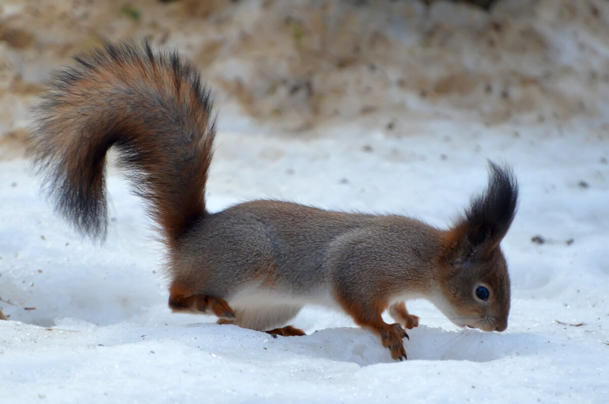 Вот сюда-то я его и спрячу... - Наташа *****