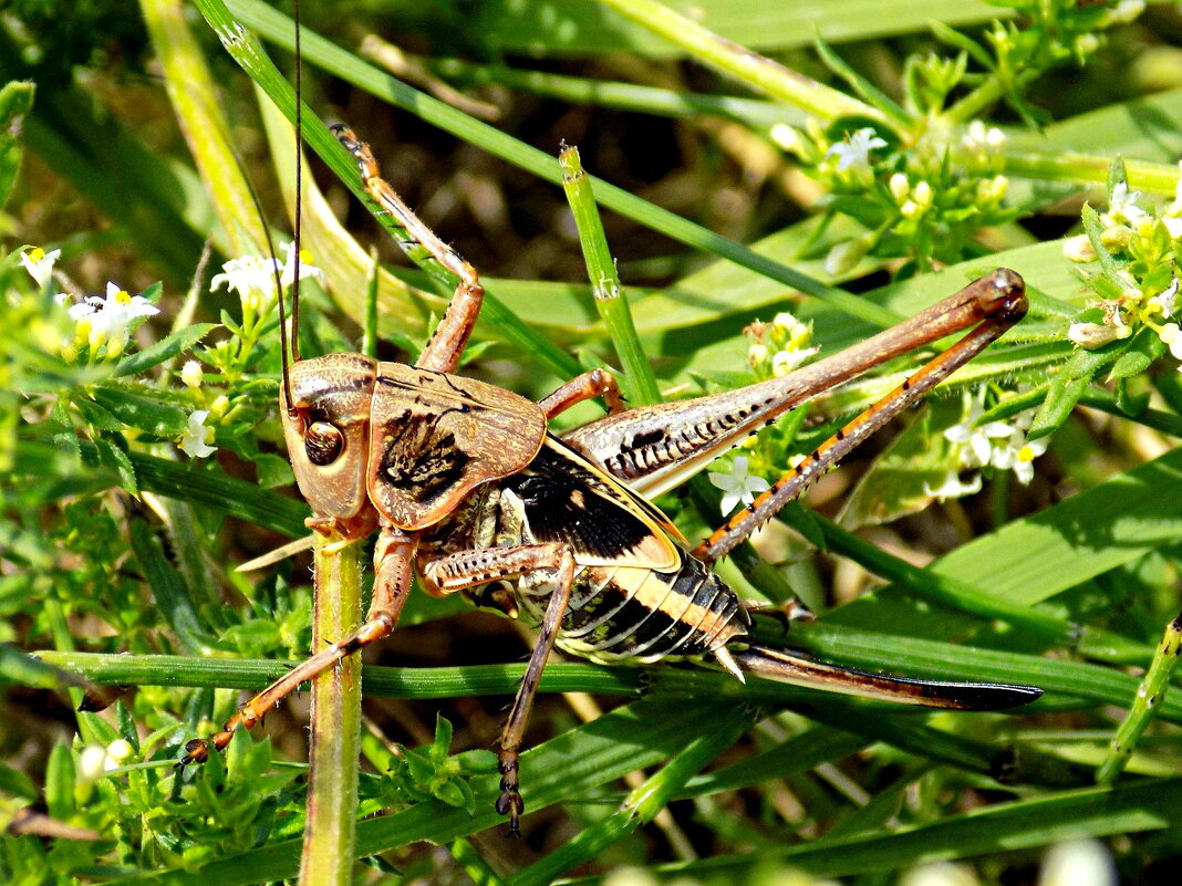 Вот такой кузнечик ) - Константин Штарк Вот такой кузнечик ) - Константин Штарк