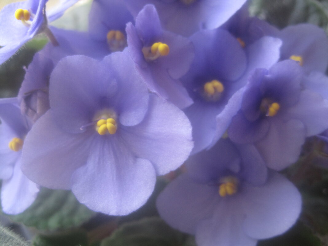 Фиалка - Елена Семигина Фиалка - Елена Семигина