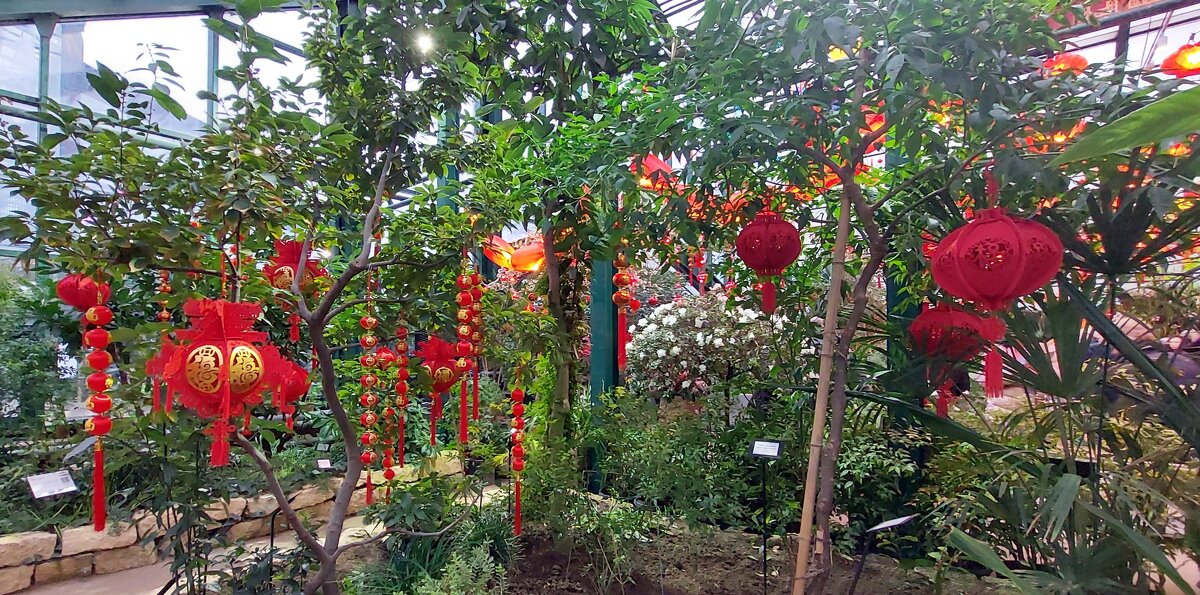 В оранжерее Аптекарского огорода - ИРЭН@ . В оранжерее Аптекарского огорода - ИРЭН@ .