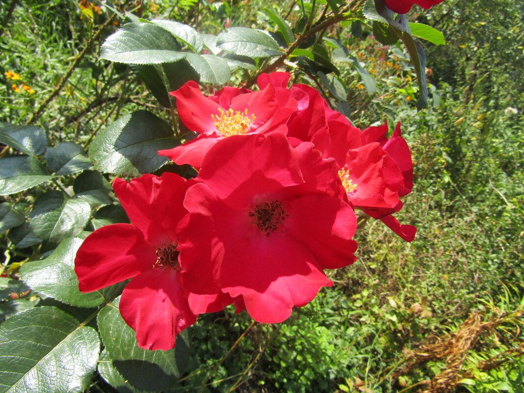 Роза Робуста - Антонина Балабанова Роза Робуста - Антонина Балабанова