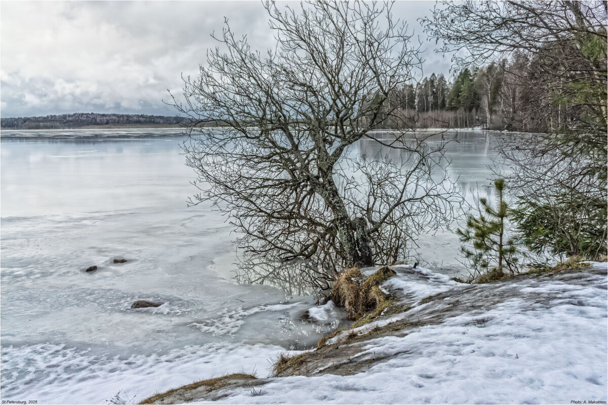 Январская оттепель. - Александр Максимов