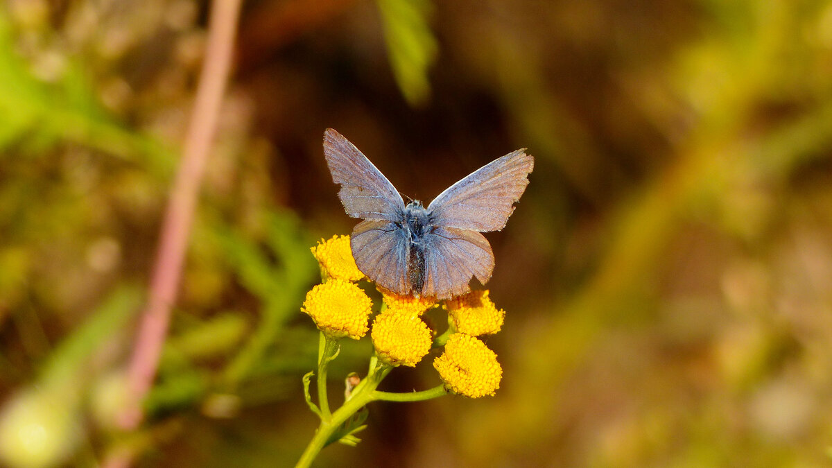 опять про бабочек 272 - Александр Прокудин