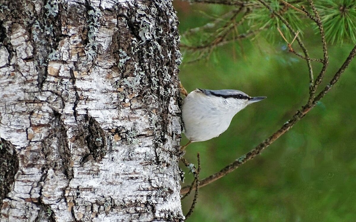 Мастер маскировки - поползень. - Милешкин Владимир Алексеевич Мастер маскировки - поползень. - Милешкин Владимир Алексеевич