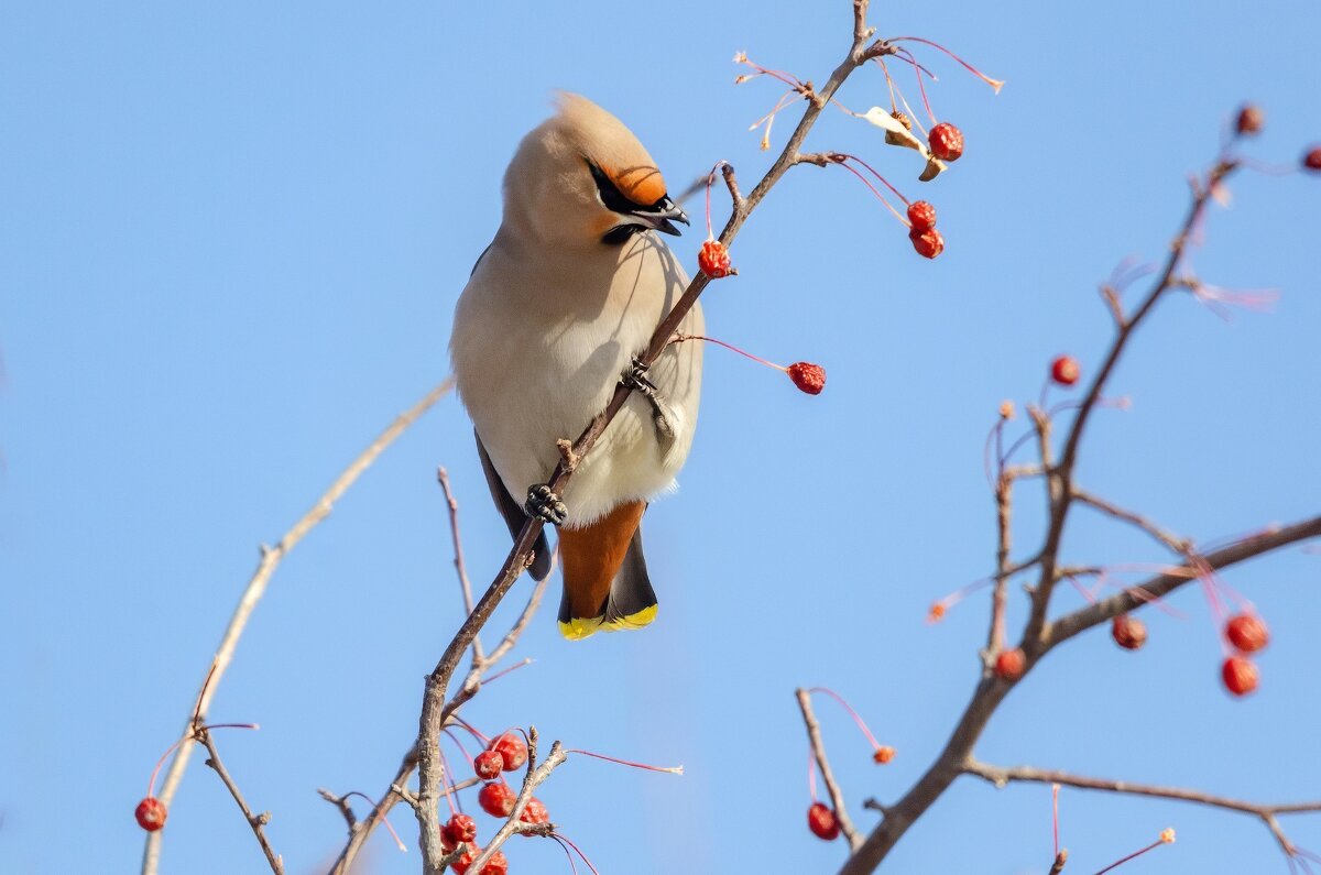 Свиристель. - Виктор Иванович Чернюк Свиристель. - Виктор Иванович Чернюк