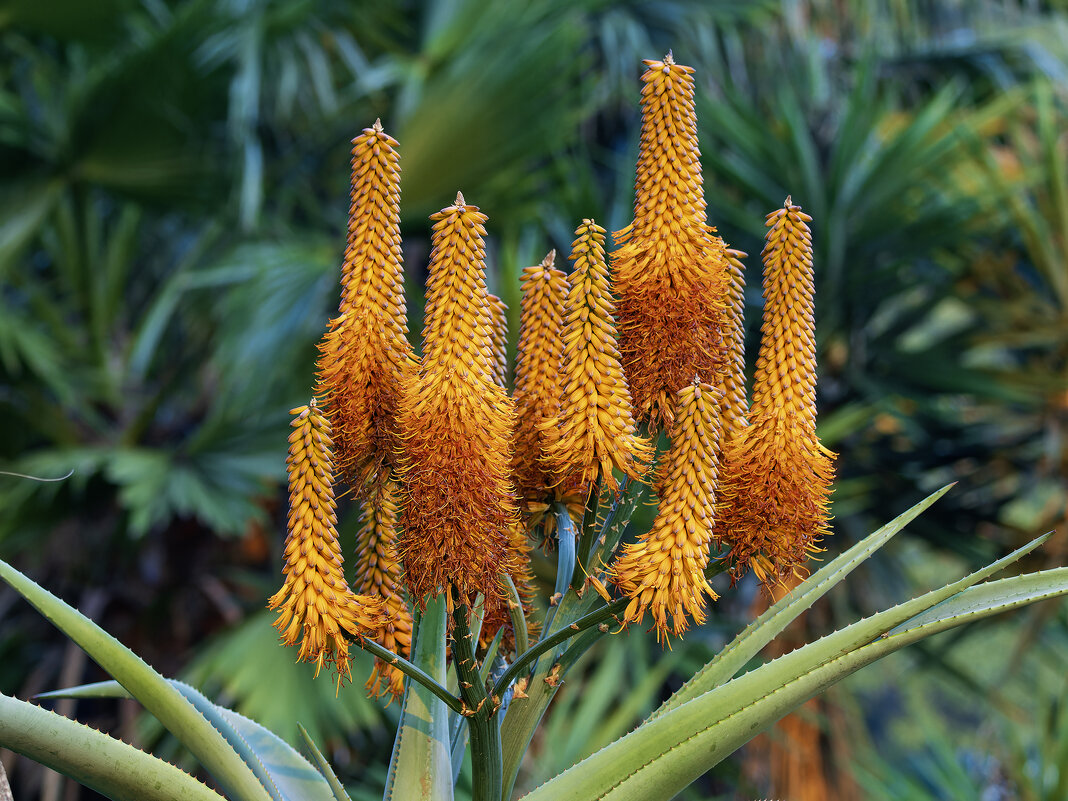 Алоэ настоящее. - Alexander Amromin Алоэ настоящее. - Alexander Amromin