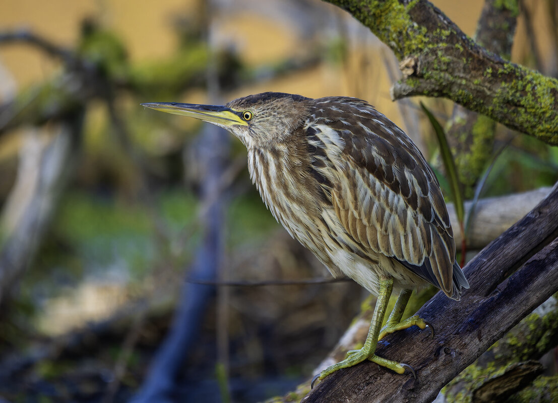 Китайская малая выпь. - Alexander Amromin Китайская малая выпь. - Alexander Amromin