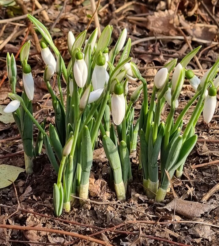 Наши подснежники - Наталья Наши подснежники - Наталья