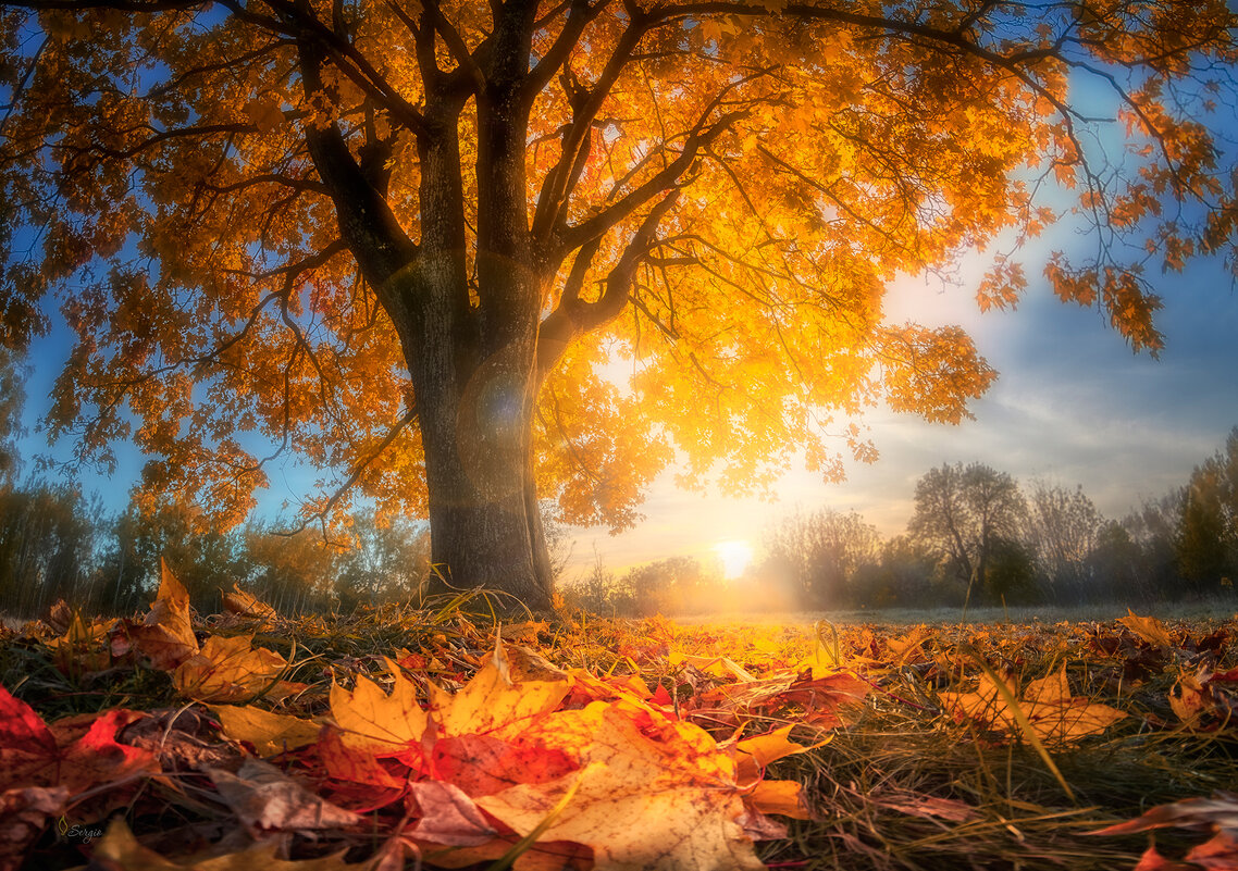 В траве - Сергей Домбровский