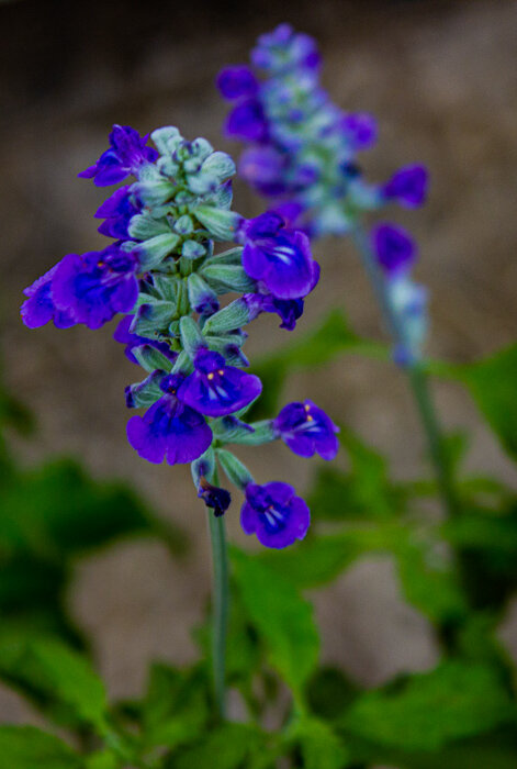Salvia farinacea - Светлана SvetNika17 Salvia farinacea - Светлана SvetNika17
