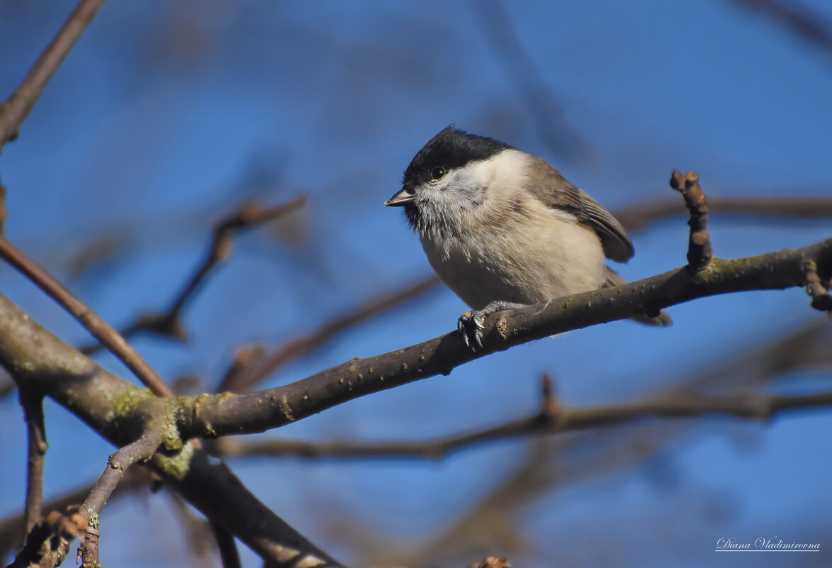 ГАИЧКА. - DianaVladimirovna 