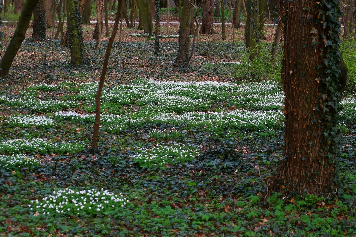 Снегуркины слёзки - Юрий. Шмаков Снегуркины слёзки - Юрий. Шмаков