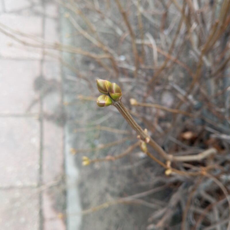 Весна в январе - Елена Семигина