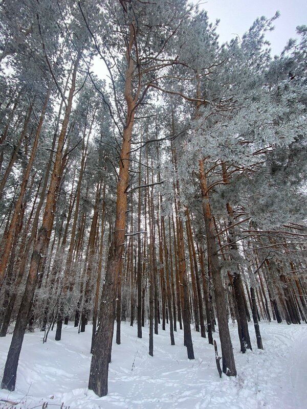 Наш сосновый лес - Нина Колгатина Наш сосновый лес - Нина Колгатина