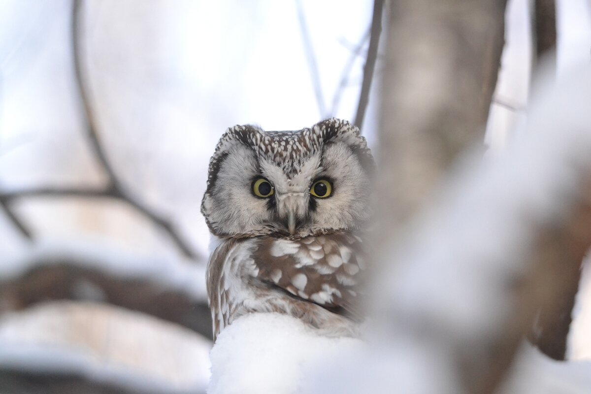 Игрушка - Солоненко Лидия 