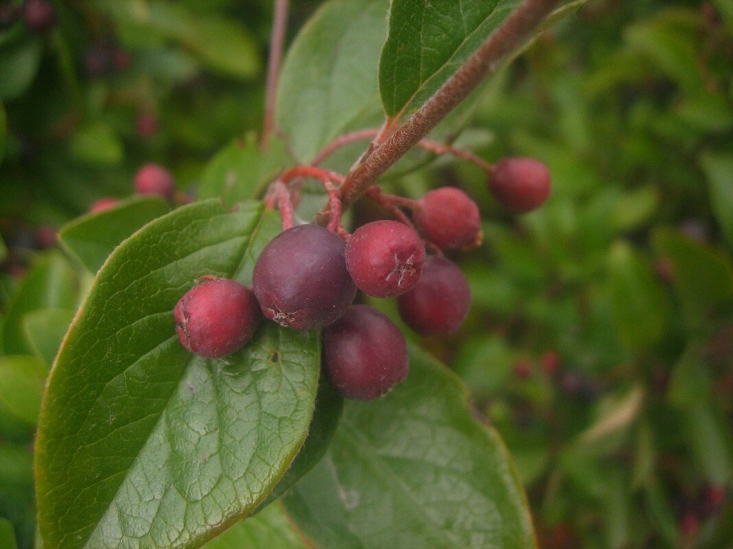 Кизи́льник {Cotoneáster} - Александр Кольцов