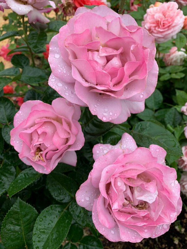 ... - марина ковшова 