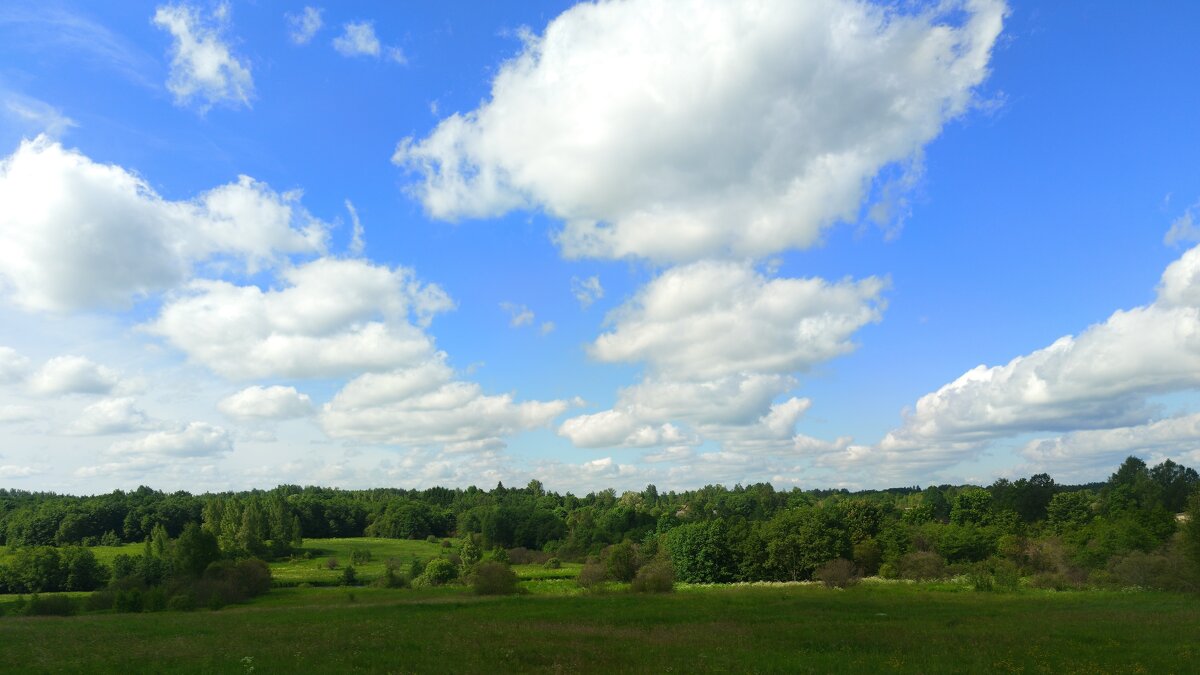 Лес за рекой Полонка - Артем 