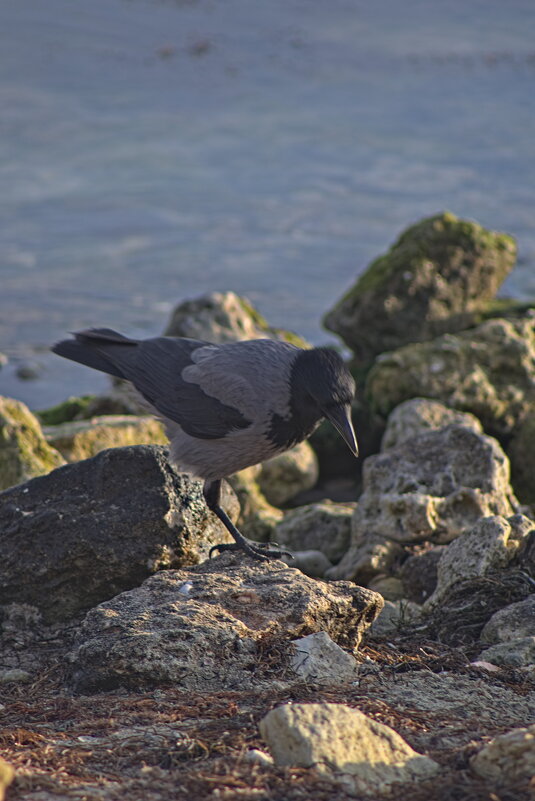 Кордебалет - Giant Tao /