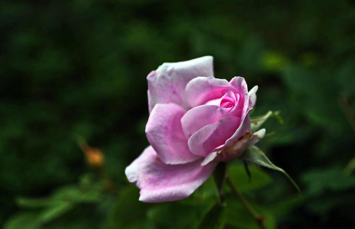 Просто было лето - AleksSPb Лесниченко Просто было лето - AleksSPb Лесниченко