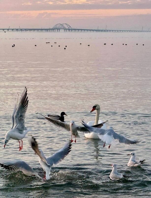 Кры́мский мост, также Ке́рченский мост.../Die Krim-Brücke/ - "The Natural World" Александер
