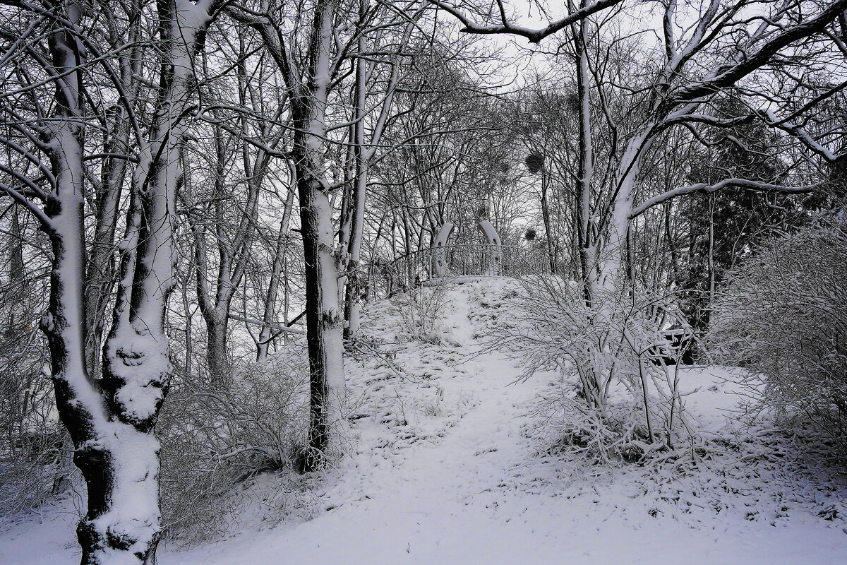 Снежные этюды - Рита Симонова